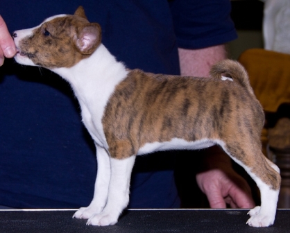 Baraka Hear The Belle Ring (Belle)